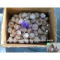 China Fresh Garlic 5.5cm 10kg ctn loose packing